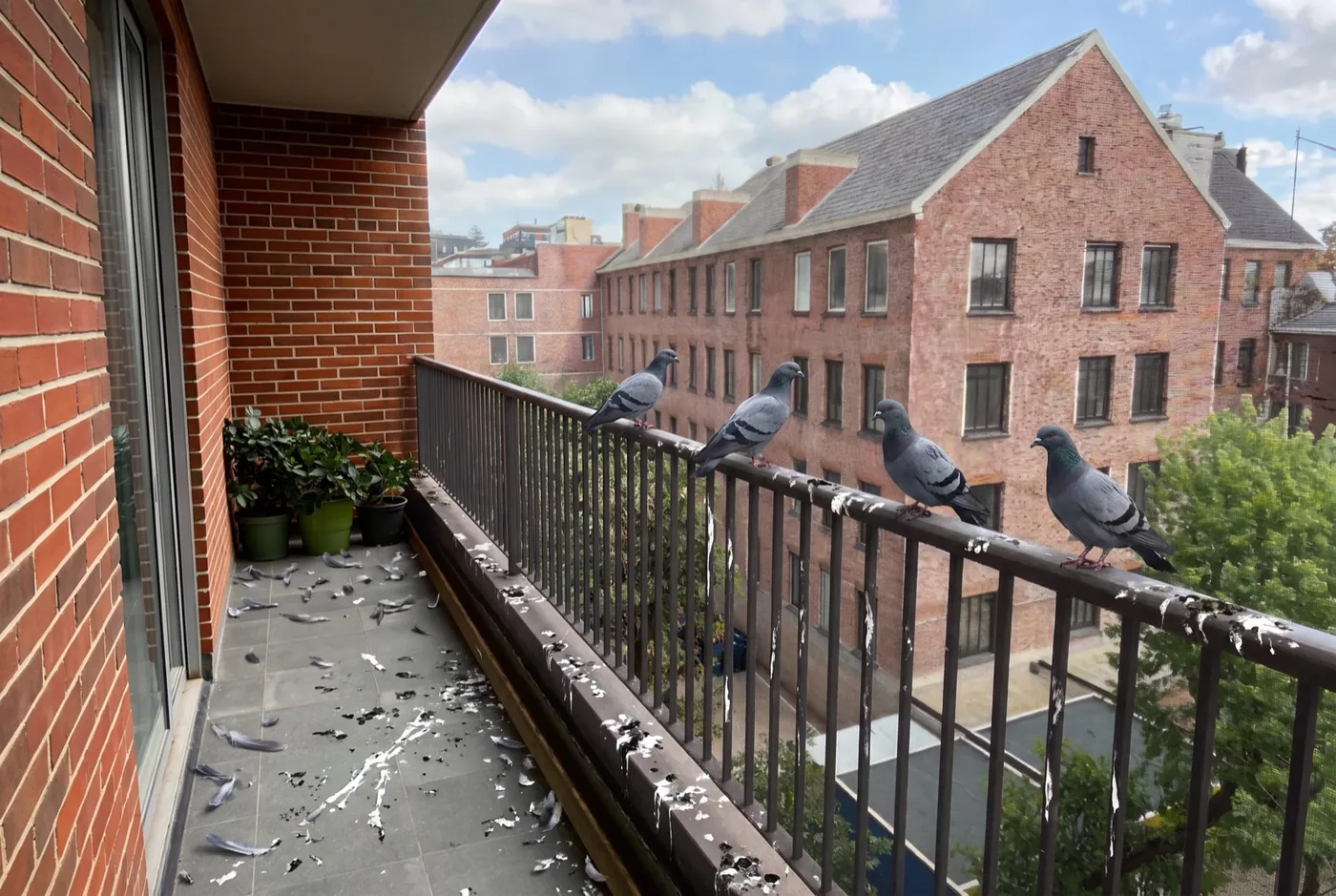 Balkon met duivenoverlast voor de behandeling