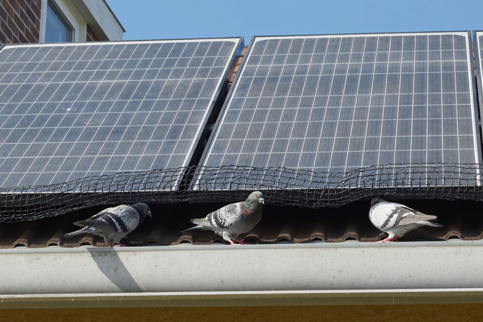 Wering rondom zonnepanelen tegen duiven